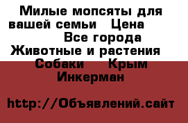 Милые мопсяты для вашей семьи › Цена ­ 20 000 - Все города Животные и растения » Собаки   . Крым,Инкерман